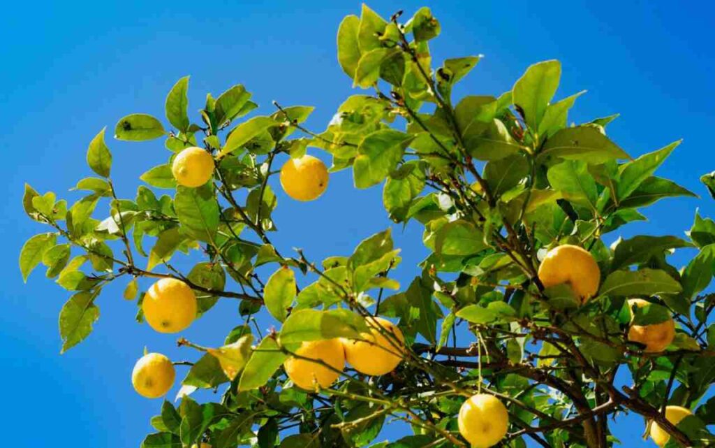 pianta di limoni non fa frutti